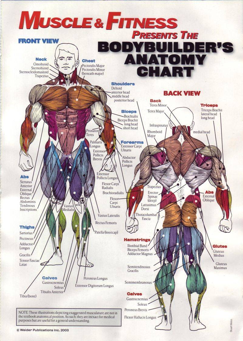 Pin By Christopher Seymour On Science Teacher Body Muscle Anatomy