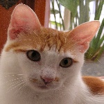 slika korisnika