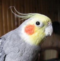 slika korisnika